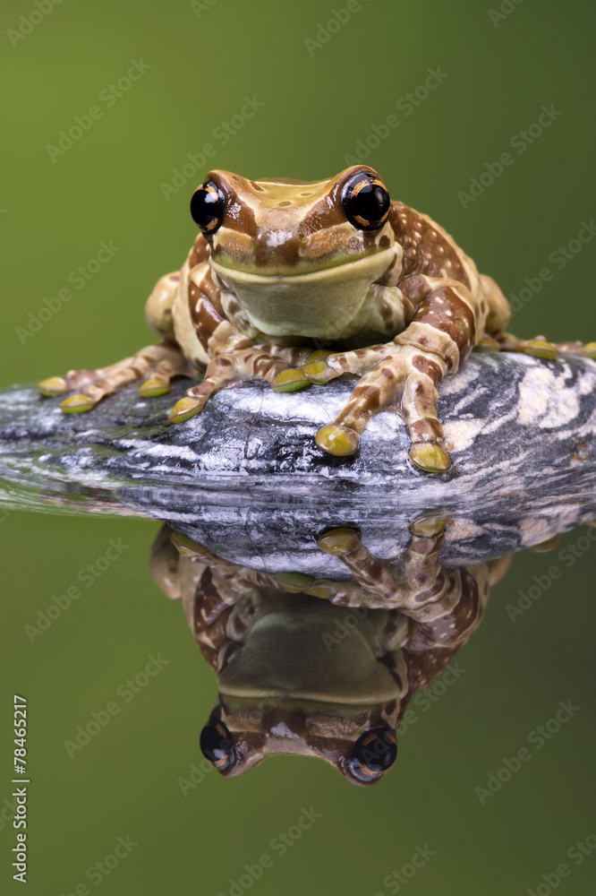 Obraz premium Amazon Milk Frog