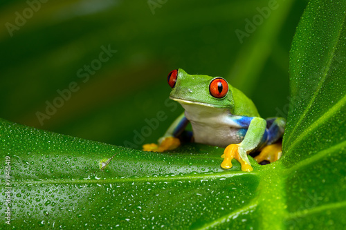 Red-Eyed Amazon Tree Frog