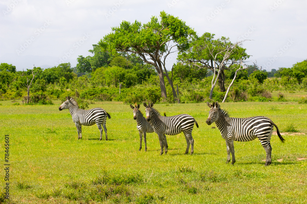 Naklejka premium Zebra's tribe in the green grass