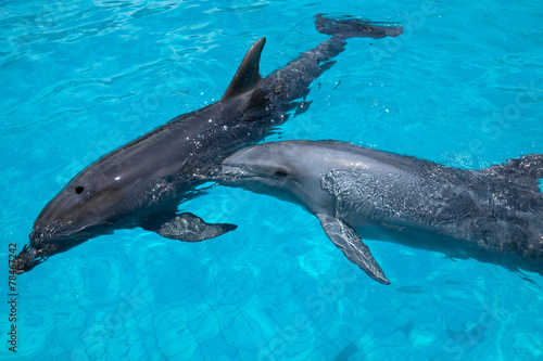 Two Swimming Dolphins in the Blue Water