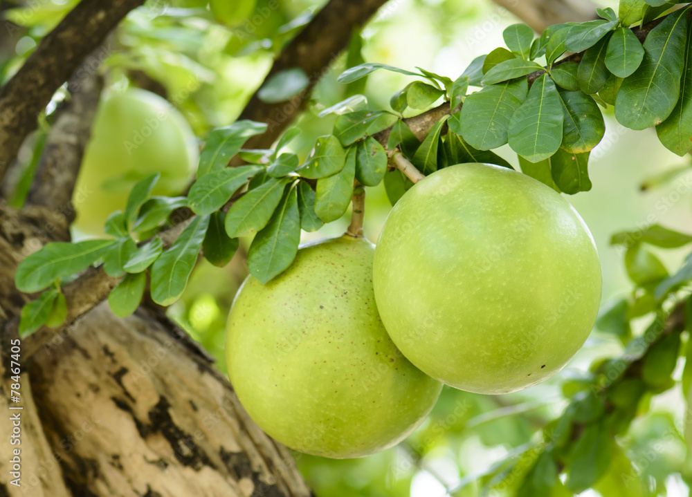 Calabash Tree and Fruit (wild calabash)