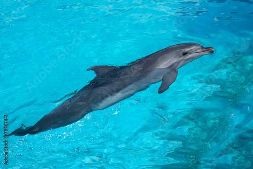 Swimming Dolphin in the Blue Water
