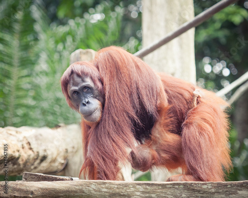 Sumatrian orangutan