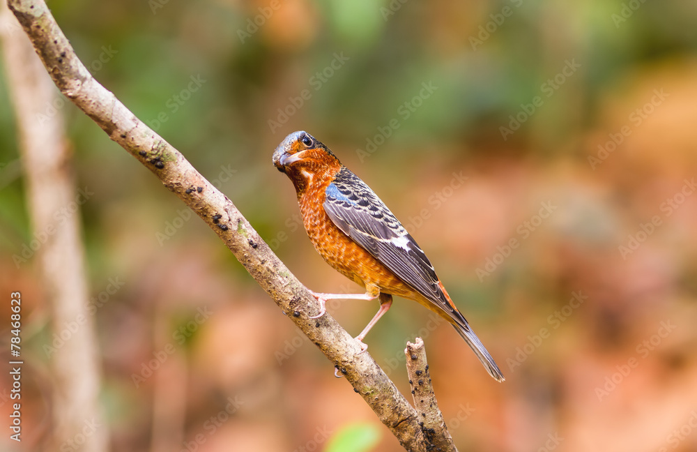 Colorful of bird White-throated Rock Thrush on branch Colorful of bird White-throated Rock Thrush on branch
