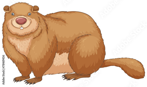 Woodchuck