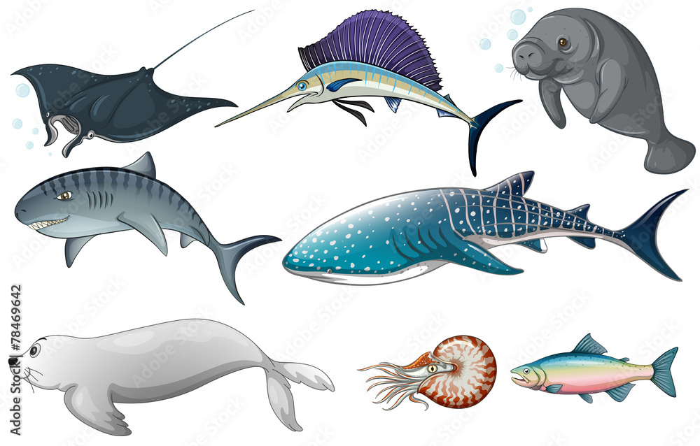 Obraz premium Ocean animals