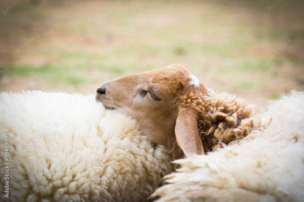 Naklejka premium Closeup of sheep sleeping together on the farm ground
