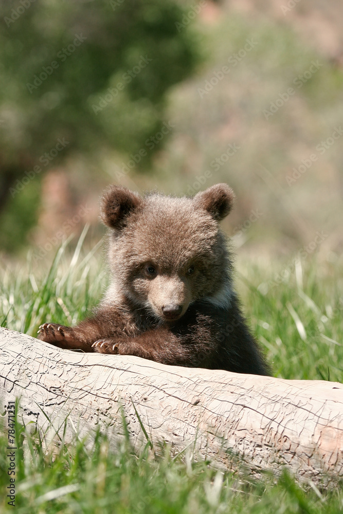 Fototapeta premium Grizzly bear cub sitting on the log