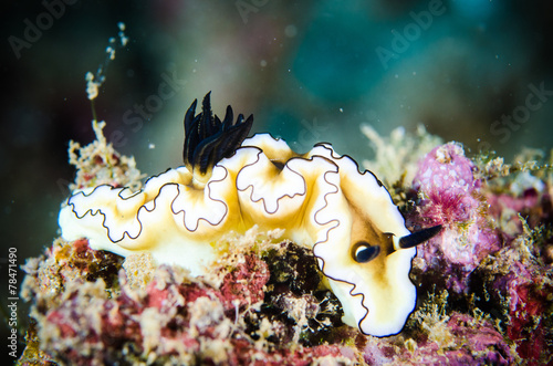 nudibranch bunaken indonesia glossodoris underwater photo photo