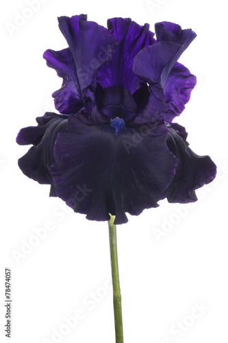 Fototapeta Naklejka Na Ścianę i Meble -  iris