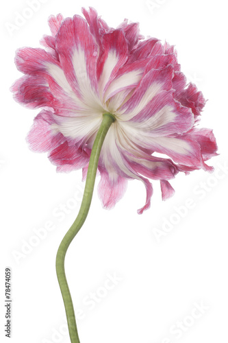 Fototapeta Naklejka Na Ścianę i Meble -  poppy