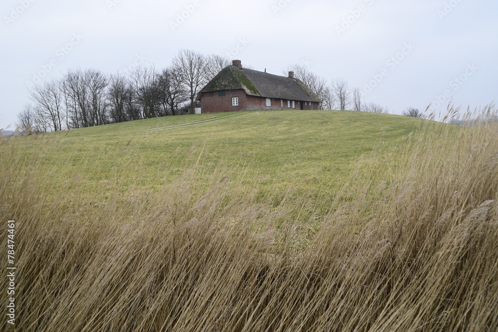 Obraz premium Friesisches Bauernhaus auf einer Warft