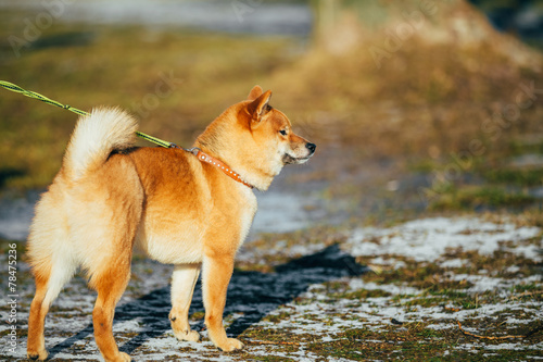 Beautiful Red Shiba Inu Puppy Dog Staying Outdoor In Spring