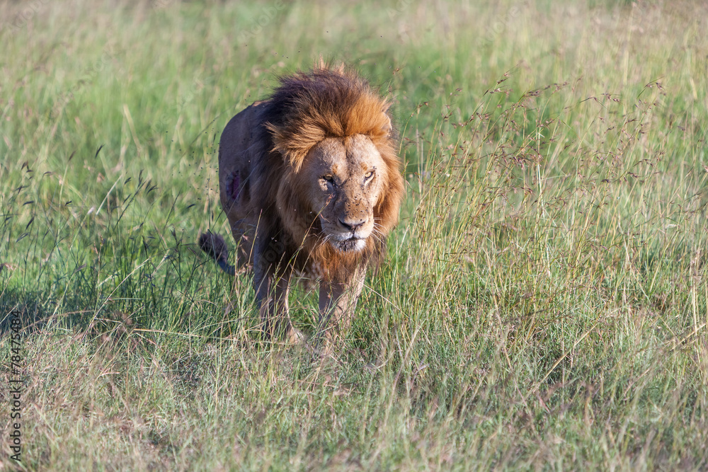 lion close up against green grass background lion close up against green grass background