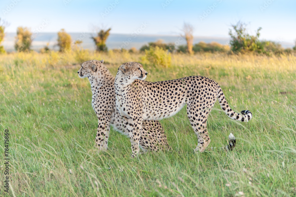 Fototapeta premium The two cheetahs