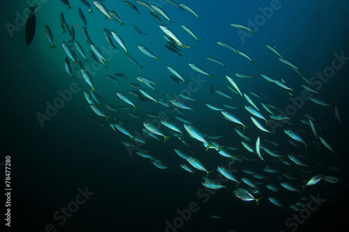 Sardines fish school in ocean