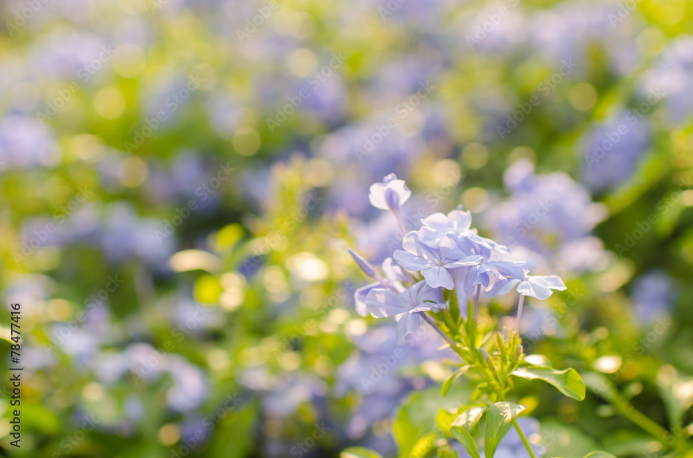 Purple flowers, beautiful natural background, spring Purple flowers, beautiful natural background, spring