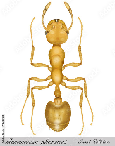 ant, monomorium pharaonis