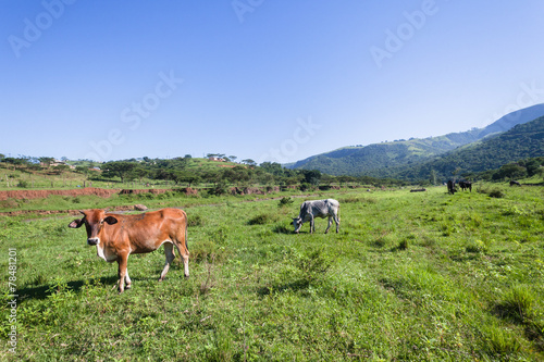 Cows Animals Valley