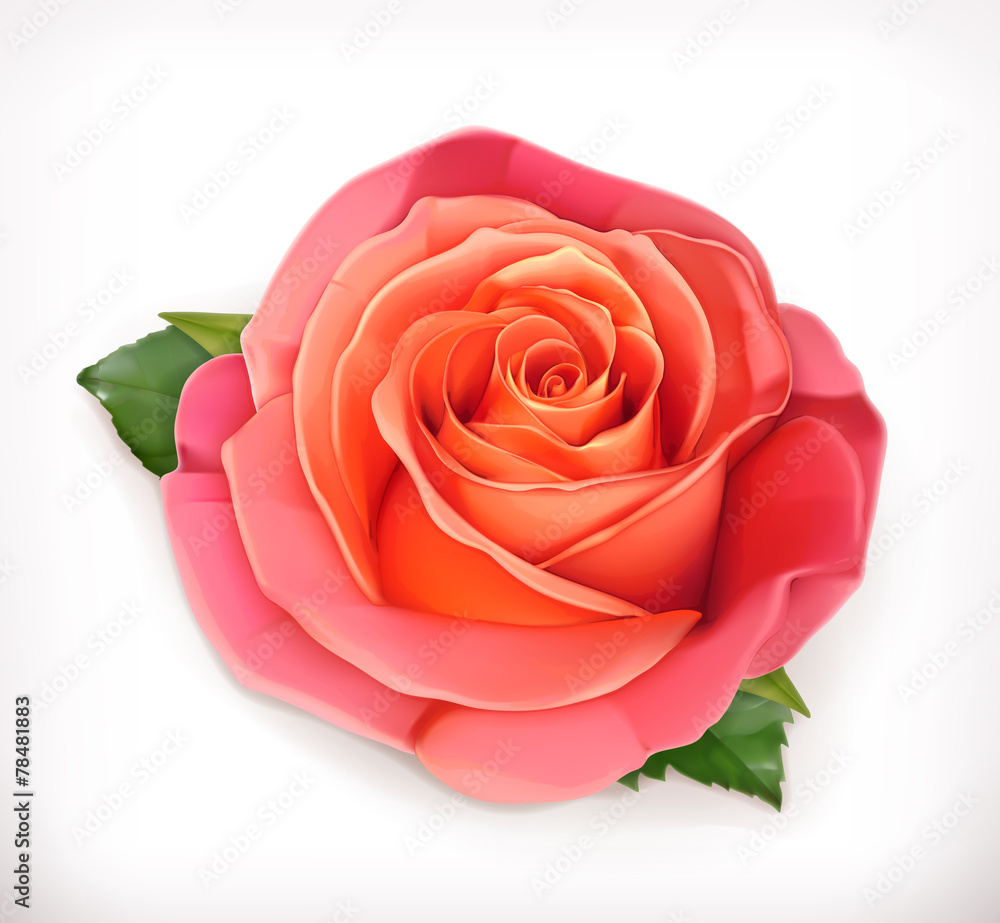 Pink rose vector illustration Pink rose vector illustration