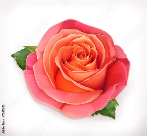 Pink rose vector illustration