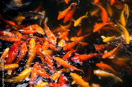 Carps in river