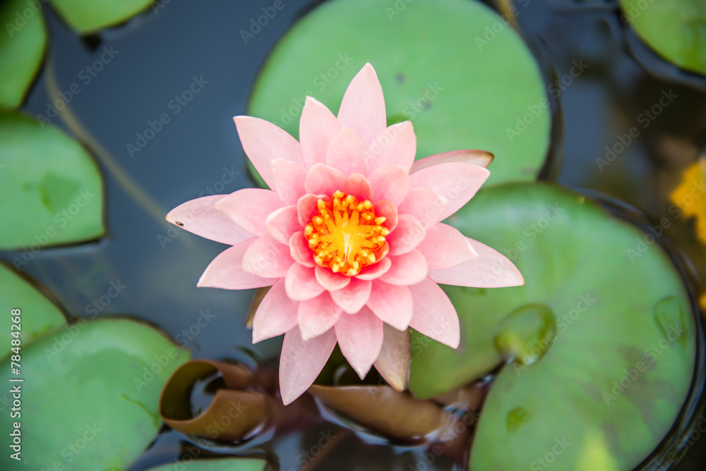 beautiful pink lotus with bee in the pond on cloudy day beautiful pink lotus with bee in the pond on cloudy day