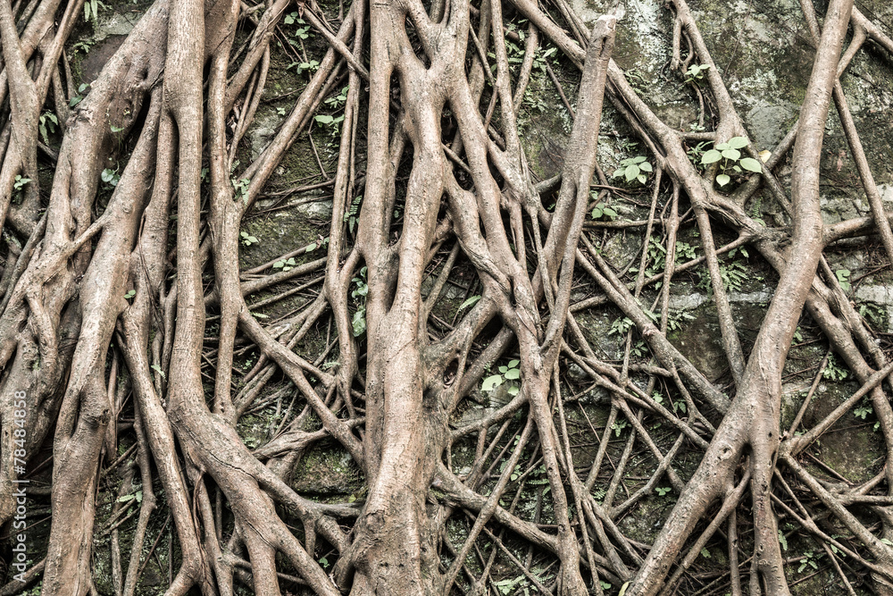 Tree's bark background Tree's bark background