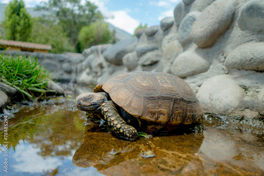 Fototapeta premium cute green turtle walking on a pond in farm
