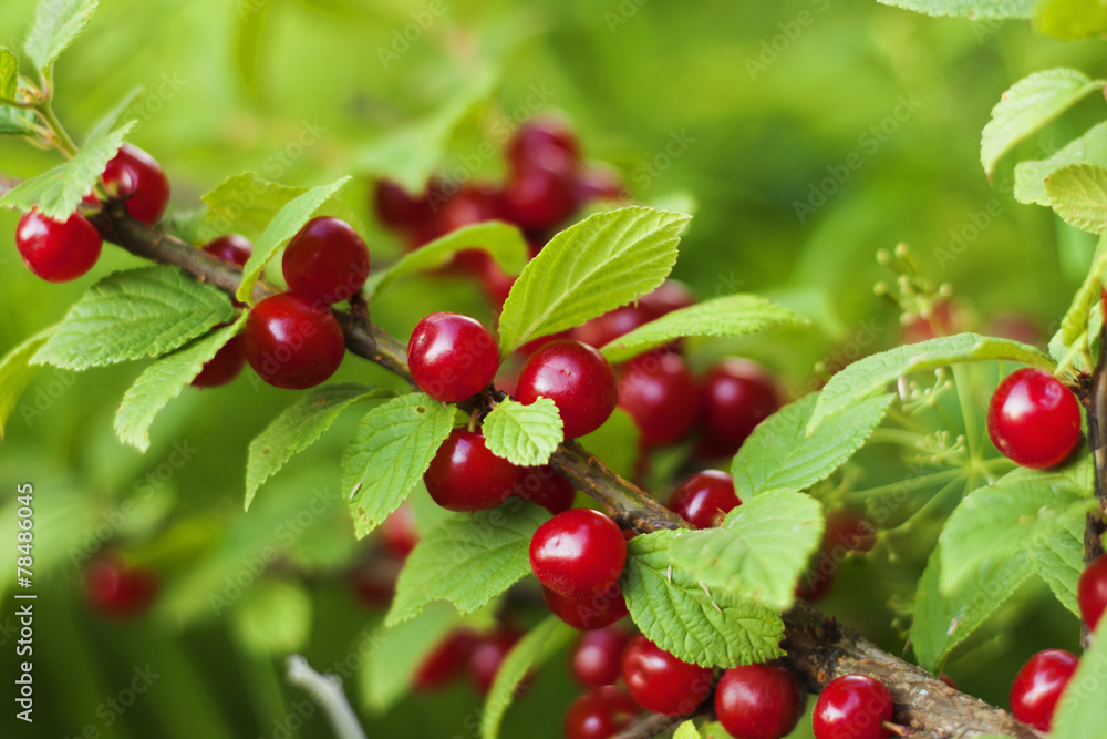 Cherry Cherry
