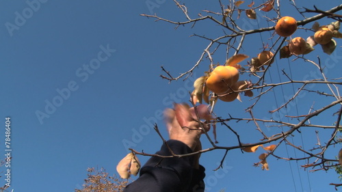 Man's hands picking persimmons (kaki) from the tree