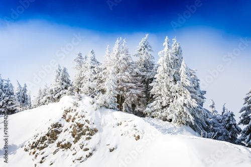 Pine trees covered in snow