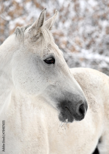 Lipizzan horses portrait in winter background © horsemen