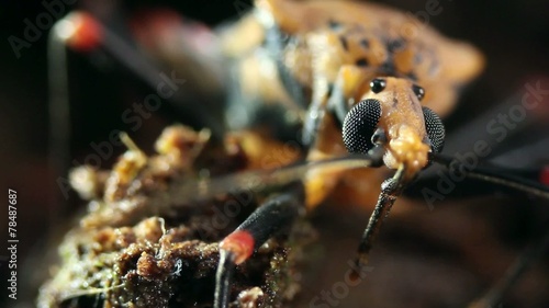 Chagas disease bugs Triatoma sp. photo