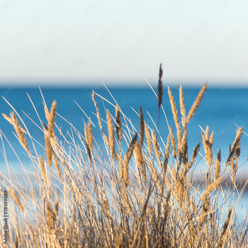 Fototapeta premium beautiful abstract background grass texture on sunset