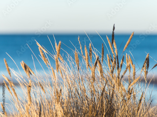 beautiful abstract background grass texture on sunset