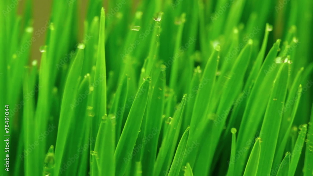 Fresh Green Grass with Raindrops in the Wind Fresh Green Grass with Raindrops in the Wind