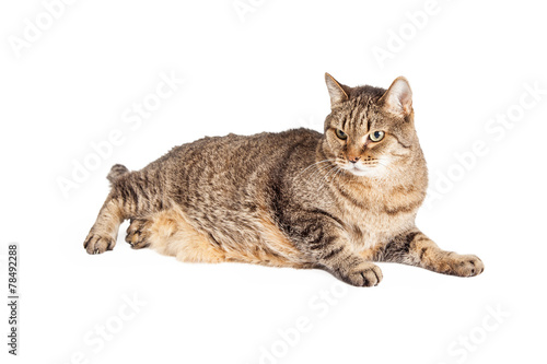 Overweight Mixed Breed Tabby Cat Laying © adogslifephoto