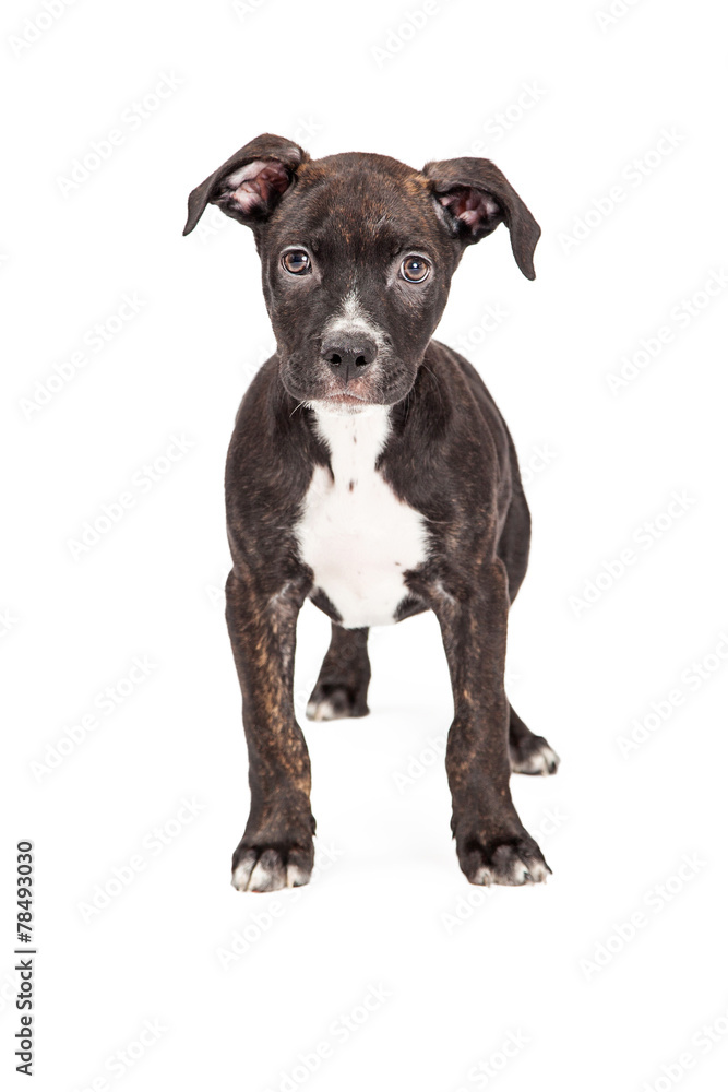 Staffordshire Bull Terrier Crossbreed Puppy Standing