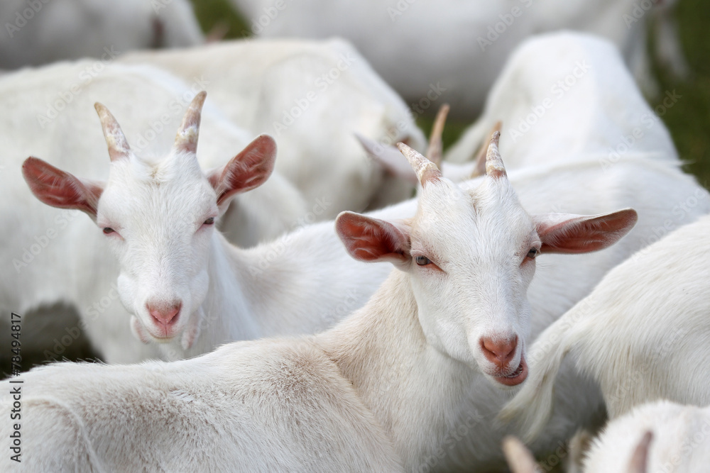 group of white goats