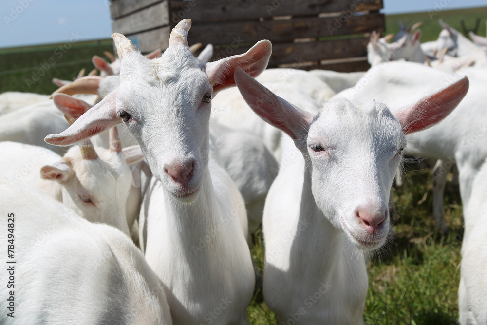group of white goats