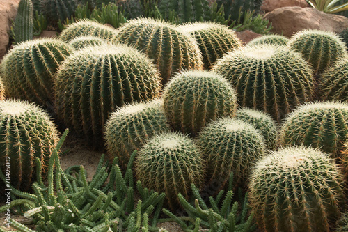 Ball cactus 