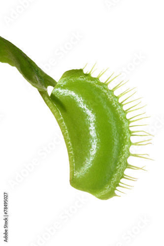 Venus Flytrap Leaf Trap on White Background