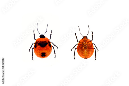 Insect on white background
