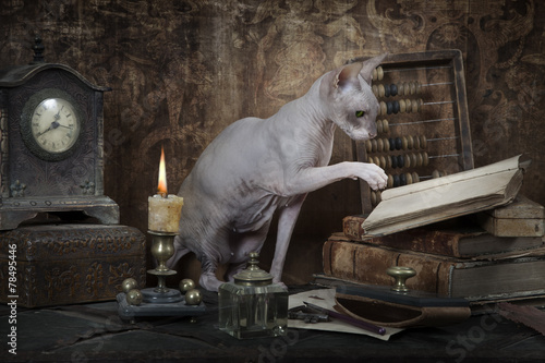 Don Sphinx cat reading the book