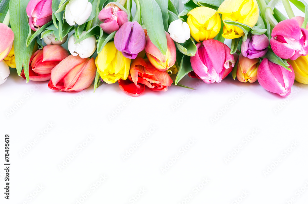 Fototapeta premium Bunte Tulpen