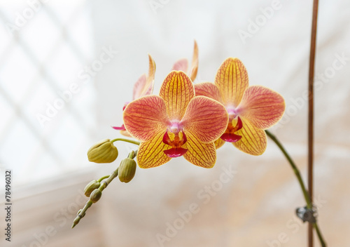 yellow orchid photo