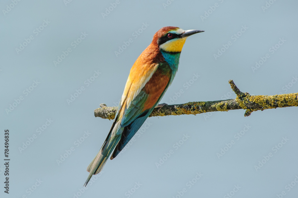 Fototapeta premium Gruccione 10