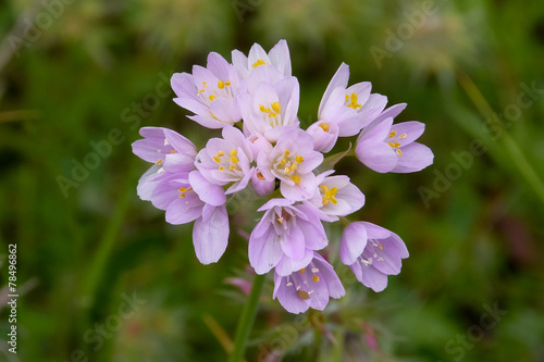 Aglio roseo (Allium roseum) photo