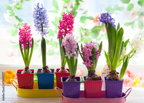 Φωτογραφία multicolored hyacinth